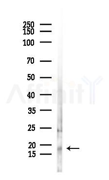 PSPN Antibody - Western blot analysis of lysates from Rat brain, using PSPN Antibody at 1/1000 dilution.