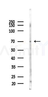 VANGL2 Antibody - Western blot analysis of lysates from Mouse testis, using VANGL2 Antibody at 1/1000 dilution.