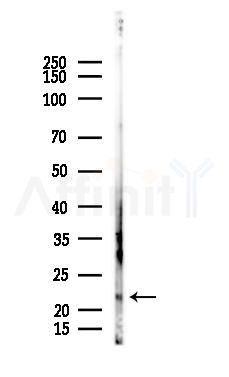 ARTN Antibody - Western blot analysis of lysates from Rat brain, using ARTN Antibody at 1/1000 dilution.