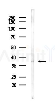 GBX2 Antibody - Western blot analysis of lysates from K562 cells(starvation 24h treatment), using GBX2 Antibody at 1/1000 dilution.
