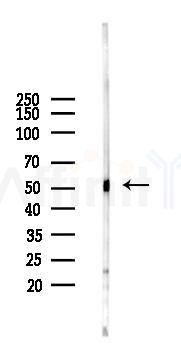 MARCO Antibody - Western blot analysis of lysates from Mouse brain, using MARCO Antibody at 1/1000 dilution.