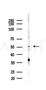 FADS2 Antibody - Western blot analysis of lysates from Mouse testis, using FADS2 Antibody at 1/1000 dilution.