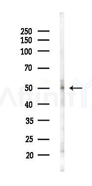 NAGA Antibody - Western blot analysis of lysates from Rat liver, using NAGA Antibody at 1/1000 dilution.