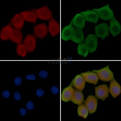 NAGA Antibody - DF15520 staining Hela cells(45min of heat-shock treatment) by IF/ICC.