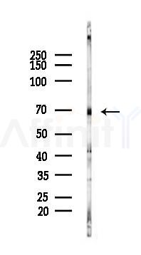 CDKL3 Antibody - Western blot analysis of lysates from Rat testis, using CDKL3 Antibody at 1/1000 dilution.