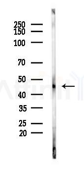 SLC17A3 Antibody - Western blot analysis of lysates from Rat testis, using SLC17A3 Antibody at 1/1000 dilution.