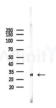 PRND Antibody - Western blot analysis of lysates from Mouse brain, using PRND Antibody at 1/1000 dilution.