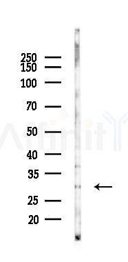 PRND Antibody - Western blot analysis of lysates from K562 cells(starvation 24h treatment), using PRND Antibody at 1/1000 dilution.