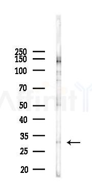 PRND Antibody - Western blot analysis of lysates from B16F10-LUC cells(heat-shock 45min treatment), using PRND Antibody at 1/1000 dilution.