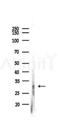 MXI1 Antibody - Western blot analysis of lysates from A2780 cells(LPS 4h treatment), using MXI1 Antibody at 1/1000 dilution.