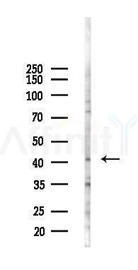 SMPDL3B Antibody - Western blot analysis of lysates from B16F10-LUC cells(heat-shock 45min treatment), using SMPDL3B Antibody at 1/1000 dilution.