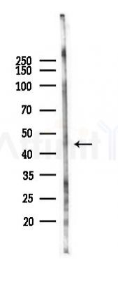 PIGK Antibody - Western blot analysis of lysates from Rat lung, using PIGK Antibody at 1/1000 dilution.