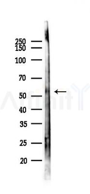ZMPSTE24 Antibody - Western blot analysis of lysates from A2780 cells(LPS 4h treatment), using ZMPSTE24 Antibody at 1/1000 dilution.