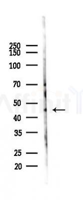 GRASP Antibody - Western blot analysis of lysates from Mouse lung, using GRASP Antibody at 1/1000 dilution.