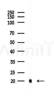 EDN2 Antibody - Western blot analysis of lysates from Rat testis, using EDN2 Antibody at 1/1000 dilution.