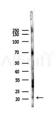 RAP2A Antibody - Western blot analysis of lysates from Mouse lung, using RAP2A Antibody at 1/1000 dilution.