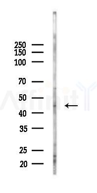CPA2 Antibody - Western blot analysis of lysates from PC12 cells(LPS 4h treatment), using CPA2 Antibody at 1/1000 dilution.