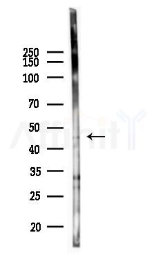 HSP90B2P Antibody - Western blot analysis of lysates from Hela cells(heat-shock 45min treatment), using HSP90B2P Antibody at 1/1000 dilution.