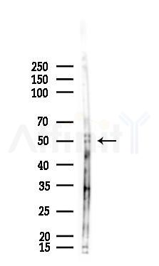 EPX Antibody - Western blot analysis of lysates from Mouse testis, using EPX Antibody at 1/1000 dilution.