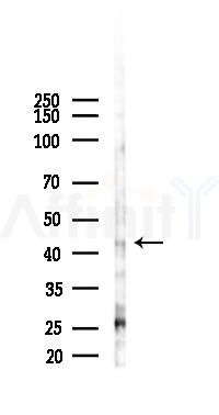 F2RL2 Antibody - Western blot analysis of lysates from B16F10-LUC cells(heat-shock 45min treatment), using F2RL2 Antibody at 1/1000 dilution.