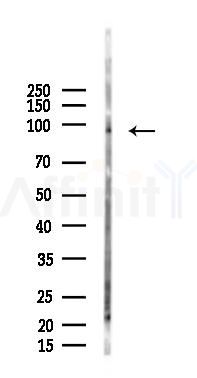 PPP4R3A Antibody - Western blot analysis of lysates from Rat lung, using PPP4R3A Antibody at 1/1000 dilution.