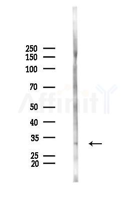 IMPA2 Antibody - Western blot analysis of lysates from Mouse liver, using IMPA2 Antibody at 1/1000 dilution.