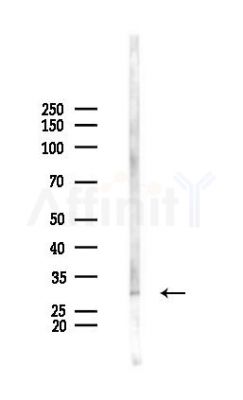 CRISP1 Antibody - Western blot analysis of lysates from Mouse liver, using CRISP1 Antibody at 1/1000 dilution.