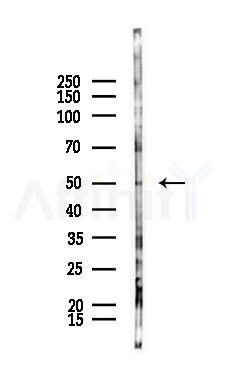 OLFM3 Antibody - Western blot analysis of lysates from K562 cells(UV 30min treatment), using OLFM3 Antibody at 1/1000 dilution.
