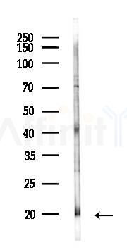 UCN3 Antibody - Western blot analysis of lysates from Rat lung, using UCN3 Antibody at 1/1000 dilution.