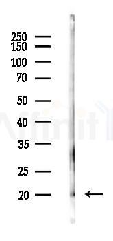 UCN3 Antibody - Western blot analysis of lysates from Mouse liver, using UCN3 Antibody at 1/1000 dilution.