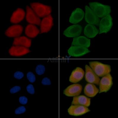 UCN3 Antibody - DF15780 staining Hela cells(45min of heat-shock treatment) by IF/ICC.
