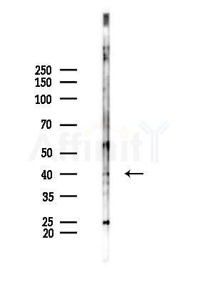 RMND5B Antibody - Western blot analysis of lysates from Mouse liver, using RMND5B Antibody at 1/1000 dilution.