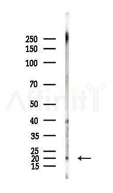 TMEM35A Antibody - Western blot analysis of lysates from Mouse brain, using TMEM35A Antibody at 1/1000 dilution.