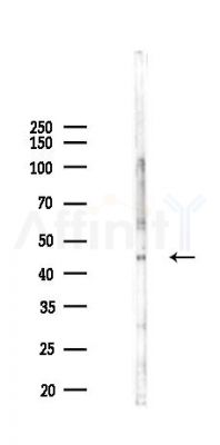 SCML1 Antibody - Western blot analysis of lysates from Mouse testis, using SCML1 Antibody at 1/1000 dilution.
