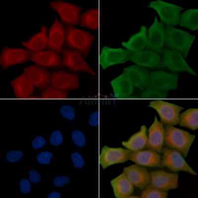 SLCO1B7 Antibody - DF15870 staining Hela cells(45min of heat-shock treatment) by IF/ICC.