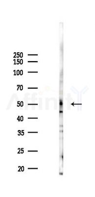 ALG11 Antibody - Western blot analysis of lysates from Mouse testis, using ALG11 Antibody at 1/1000 dilution.