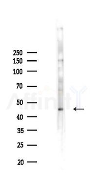 GTPBP10 Antibody - Western blot analysis of lysates from PC12 cells(LPS 4h treatment), using GTPBP10 Antibody at 1/1000 dilution.