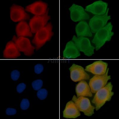 PRRG1 Antibody - DF15899 staining Hela cells(45min of heat-shock treatment) by IF/ICC.