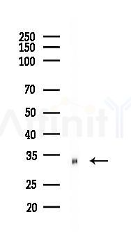 LRRC25 Antibody - Western blot analysis of lysates from Rat brain, using LRRC25 Antibody at 1/1000 dilution.