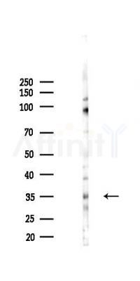 WDR45B Antibody - Western blot analysis of lysates from EC304 cells(starvation 24h treatment), using WDR45B Antibody at 1/1000 dilution.