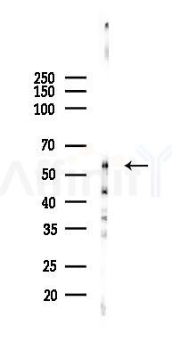 BTBD3 Antibody - Western blot analysis of lysates from Rat brain, using BTBD3 Antibody at 1/1000 dilution.
