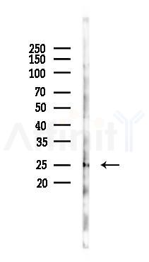 CCDC43 Antibody - Western blot analysis of lysates from Mouse lung, using CCDC43 Antibody at 1/1000 dilution.