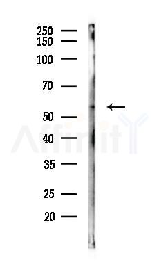 ARFGAP2 Antibody - Western blot analysis of lysates from 293 cells(LPS 4h treatment), using ARFGAP2 Antibody at 1/1000 dilution.