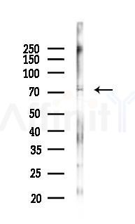 POU6F2 Antibody - Western blot analysis of lysates from Rat testis, using POU6F2 Antibody at 1/1000 dilution.