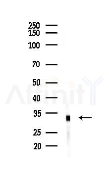 TMEM74 Antibody - Western blot analysis of lysates from Rat liver, using TMEM74 Antibody at 1/1000 dilution.