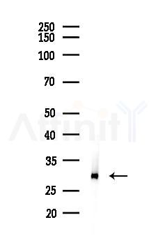 COX18 Antibody - Western blot analysis of lysates from 293 cells(LPS 4h treatment), using COX18 Antibody at 1/1000 dilution.