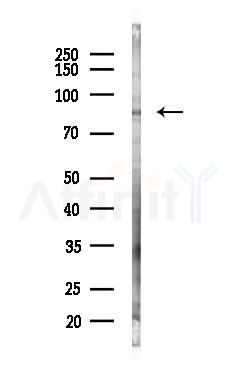 REXO5 Antibody - Western blot analysis of lysates from 293 cells(LPS 4h treatment), using REXO5 Antibody at 1/1000 dilution.
