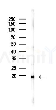 UBE2V1 Antibody - Western blot analysis of lysates from Mouse lung, using UBE2V1 Antibody at 1/1000 dilution.