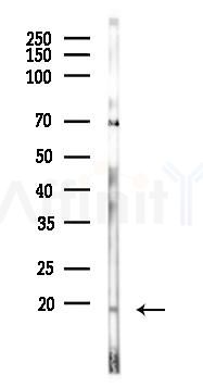 UBE2V1 Antibody - Western blot analysis of lysates from Rat brain, using UBE2V1 Antibody at 1/1000 dilution.
