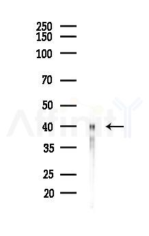PSTK Antibody - Western blot analysis of lysates from Rat liver, using PSTK Antibody at 1/1000 dilution.